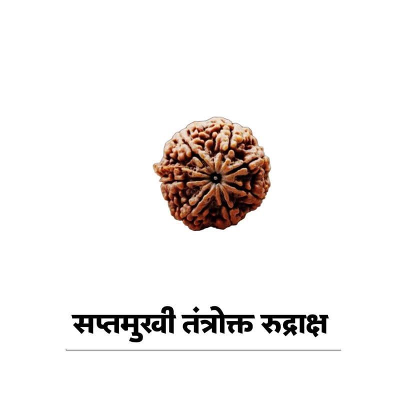 सप्तमुखी महालक्ष्मी रुद्राक्ष